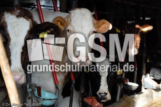 Hausrind (50 von 174).jpg